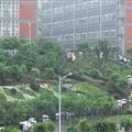 Lemmings going to lessons