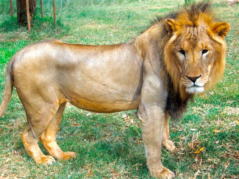 Lion