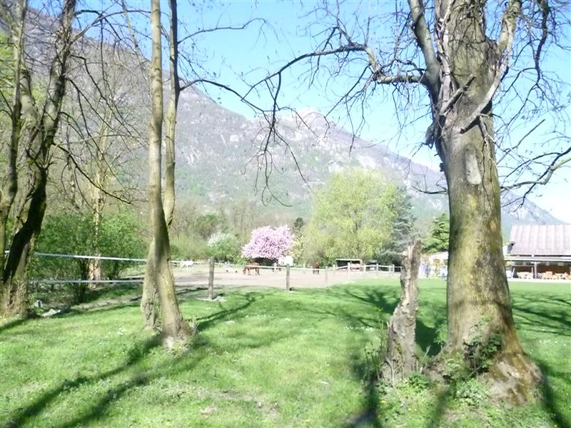 Horse field at La Finca