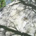 boulder shadow of trees