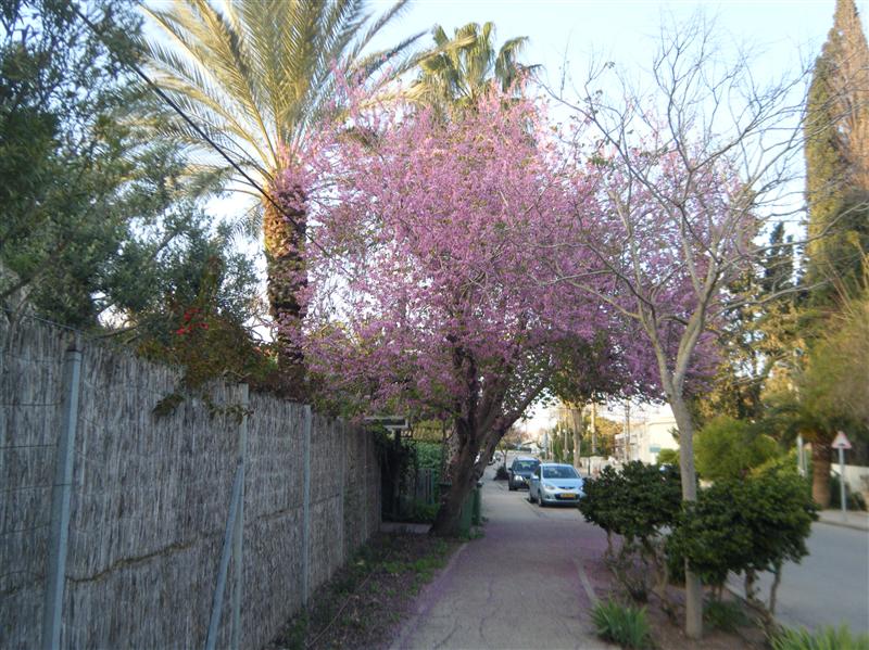 beautiful tree in  tiny Ramat Yishay