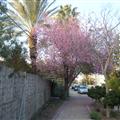 beautiful tree in  tiny Ramat Yishay