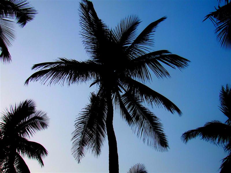 Beach Palms