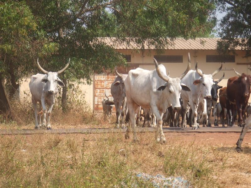 Cattle on the Move