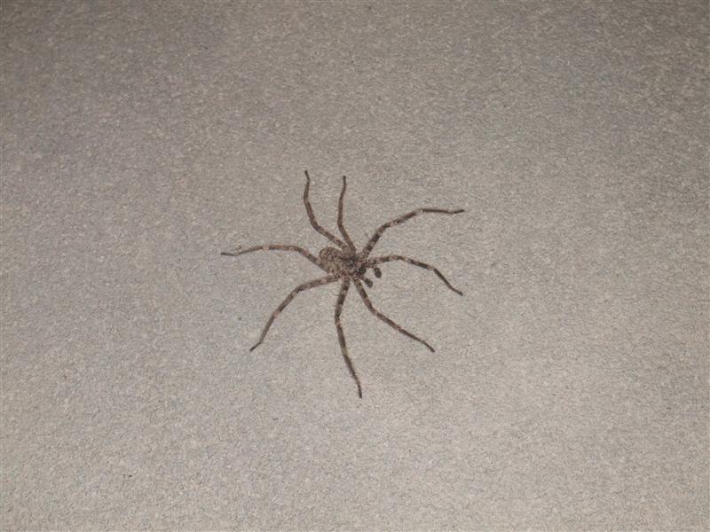 Bedroom Spider