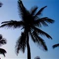 Beach Palms
