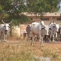 Cattle on the Move
