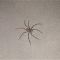 Bedroom Spider
